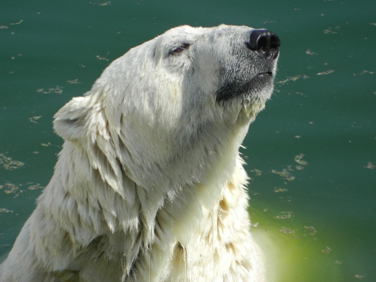 Russie: un ours blanc peinturluré alarme les scientifiques Russie: un ours blanc peinturluré alarme les scientifiques