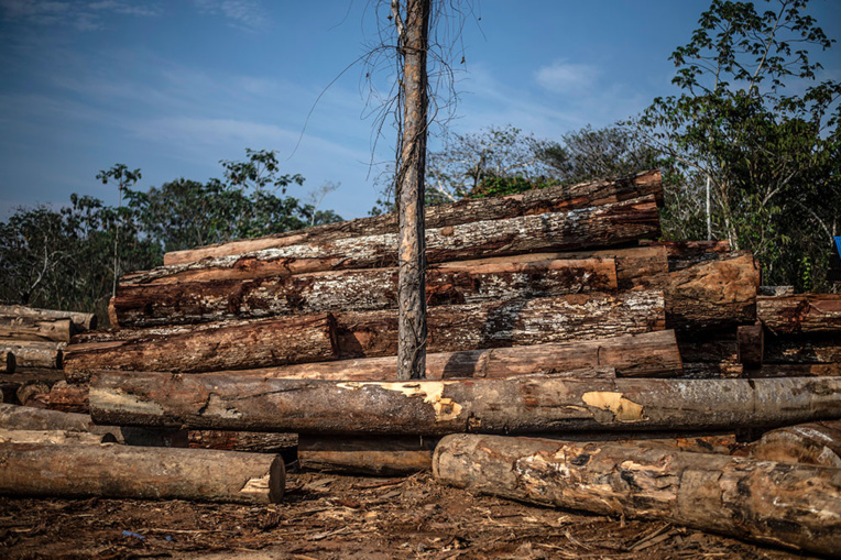 Brésil: des multinationales américaines complices de la déforestation, selon Greenpeace Brésil: des multinationales américaines complices de la déforestation, selon Greenpeace