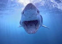 Un homme tué en Australie par un requin