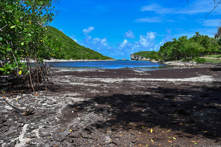 Sargasses: le Sénat refuse une taxe pour les passagers aériens et maritimes Sargasses: le Sénat refuse une taxe pour les passagers aériens et maritimes