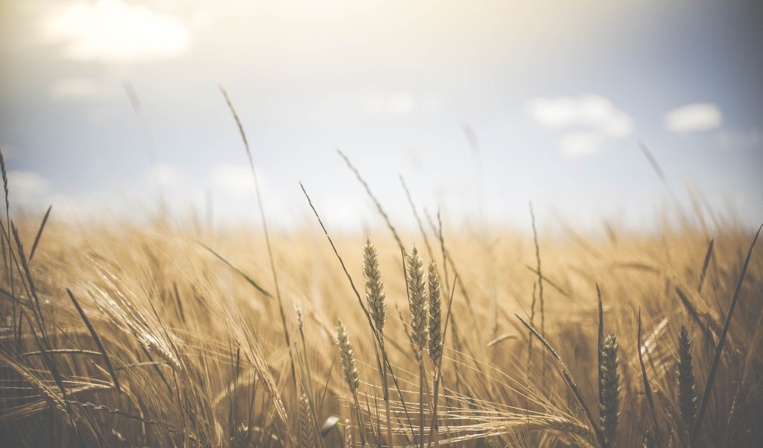 Climat: menaces sur les principaux "greniers à blé" de la planète