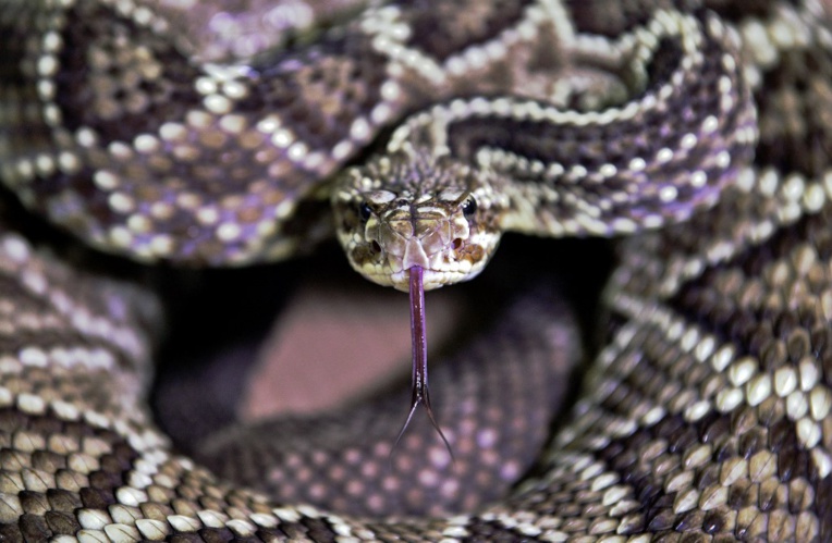 Au Brésil, un venin de serpent mortel qui sauve des vies