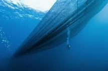 Pêche au thon dans le Pacifique : impasse sur un accord de gestion durable