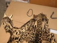 Des centaines d'animaux et objets issus d'espèces protégées saisis à Roissy