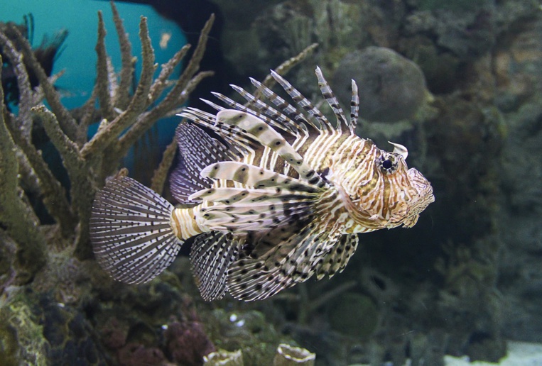 Attention aux espèces invasives dans les eaux des Outremers