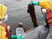 USA: des radiations provenant du Japon dans des algues après le tsunami