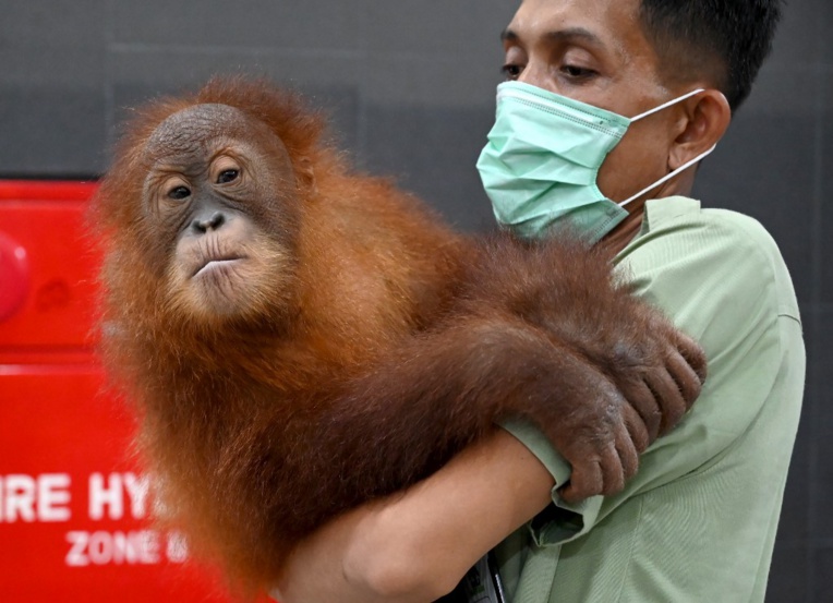 Bali: le bébé orang-outan caché dans une valise retourne dans la nature Bali: le bébé orang-outan caché dans une valise retourne dans la nature