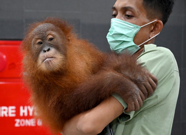 Bali: le bébé orang-outan caché dans une valise retourne dans la nature