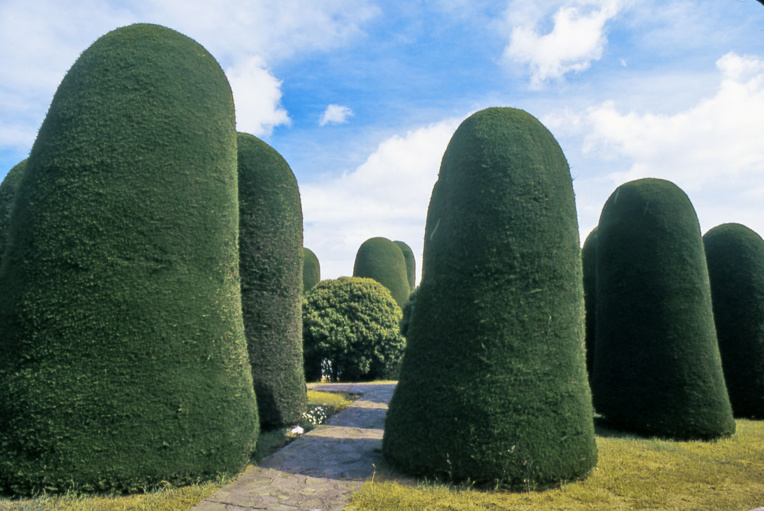 Le fantastique spectacle qu’offre le cimetière de Punta Arenas : un ballet silencieux d’immenses cyprès patagons… Le fantastique spectacle qu’offre le cimetière de Punta Arenas : un ballet silencieux d’immenses cyprès patagons…