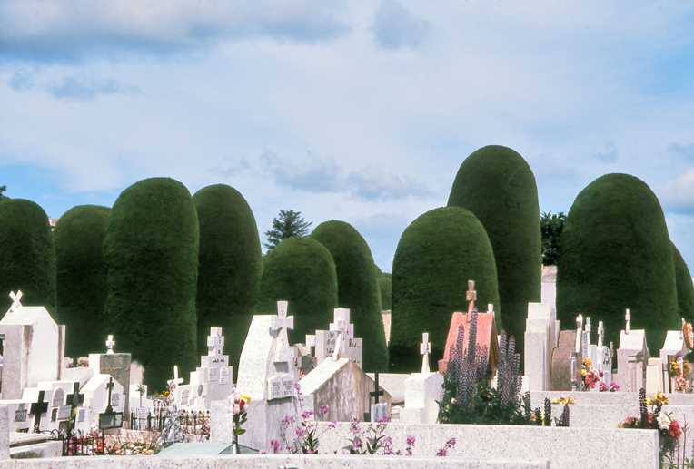 Le cimetière, avec ses tombes au premier plan et, en toile de fond, les fantomatiques silhouettes des cyprès.