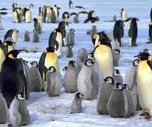 Antarctique: les manchots empereurs deux fois plus nombreux qu'estimé
