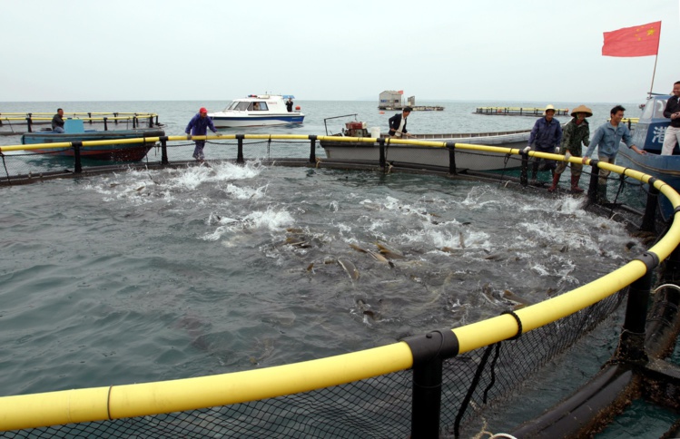Le Pays autorise l'importation de poissons d'aquaculture