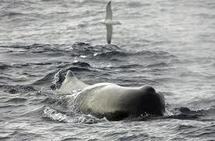 Un cachalot échoué sur une plage de Martinique sauvé par des riverains