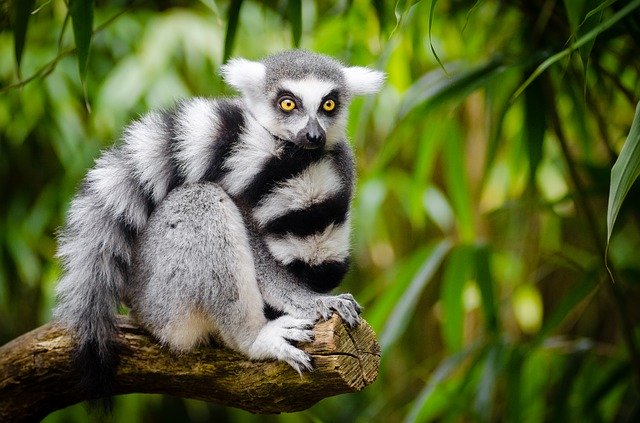Le réchauffement climatique, nouvelle menace sur les lémuriens de Madagascar