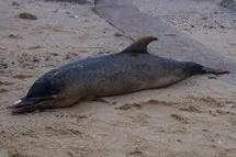 Le Pérou enquête après l'échouage de près de 900 dauphins sur ses côtes