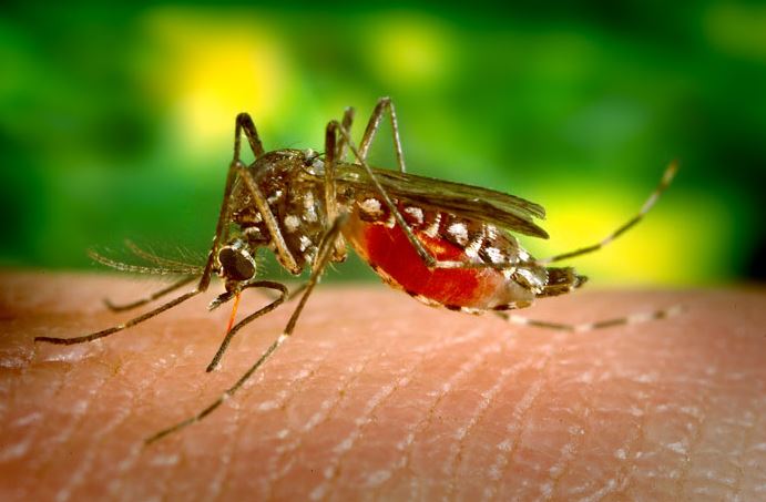 163 nouveaux cas de dengue