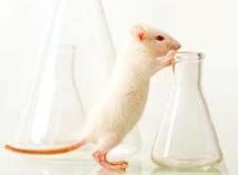 Un traitement expérimental réduit deux troubles de l'autisme chez des souris