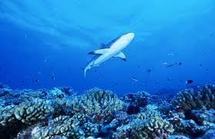 Le nombre de requins de récif dans le Pacifique en forte baisse