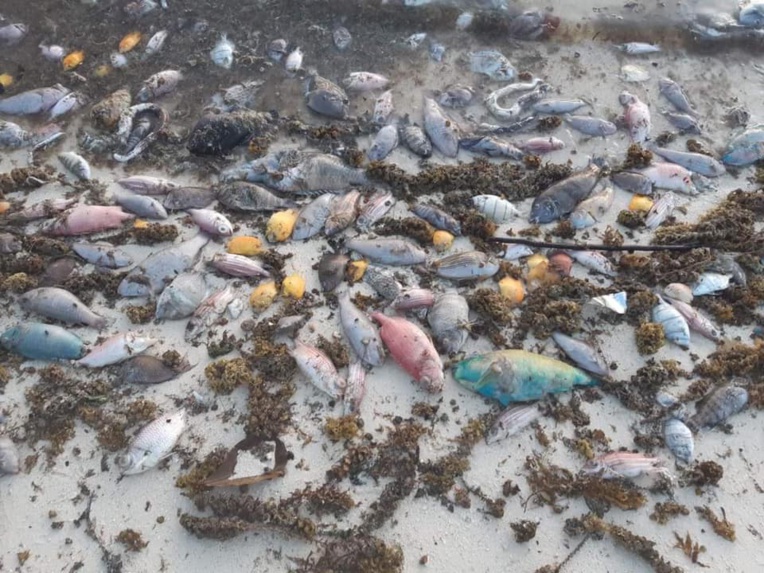 FB : Michelle Mou Sing FB : Michelle Mou Sing