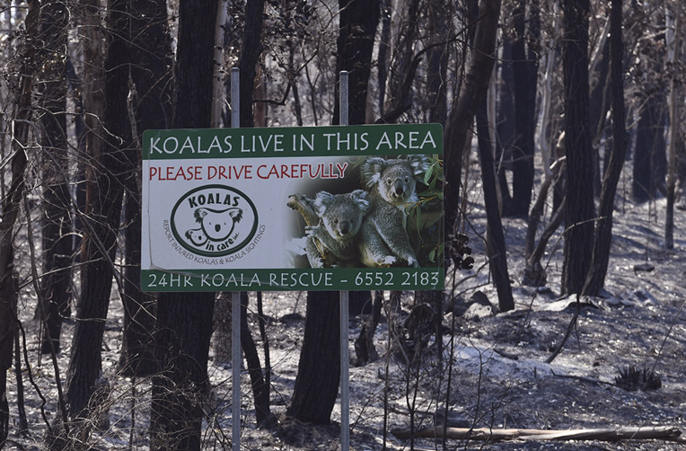 Australie: les incendies déciment koalas et autres espèces sauvages uniques Australie: les incendies déciment koalas et autres espèces sauvages uniques