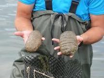 L’holothurie, ou la bêche-de-mer suscite toutes les convoitises