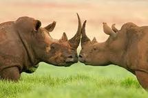 Les derniers rhinocéros d'Afrique menacés par l'explosion du braconnage