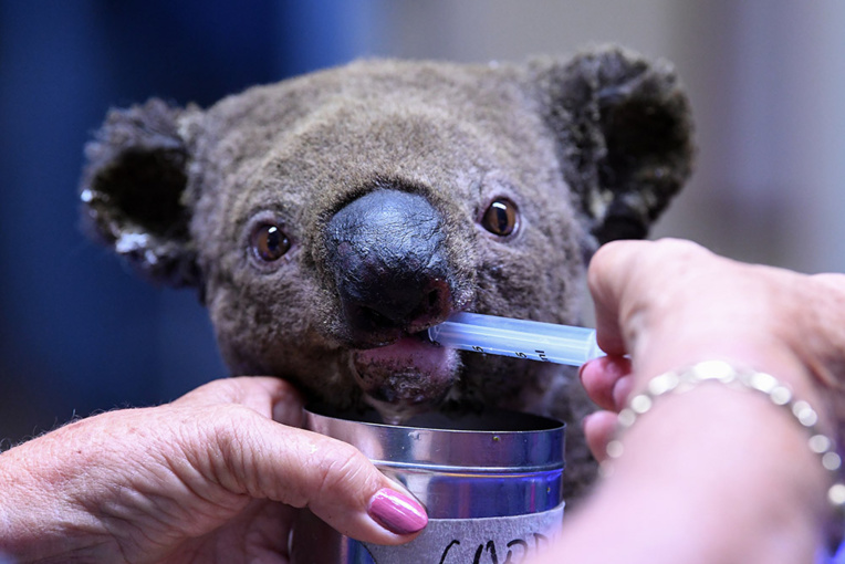 Feux en Australie: pétition pour introduire le koala en Nouvelle-Zélande Feux en Australie: pétition pour introduire le koala en Nouvelle-Zélande
