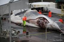 Un conflit social perturbe la chasse à la baleine en Islande