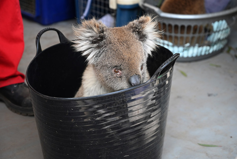 Des dizaines de koalas soignés dans un hôpital de campagne sur l'île Kangourou