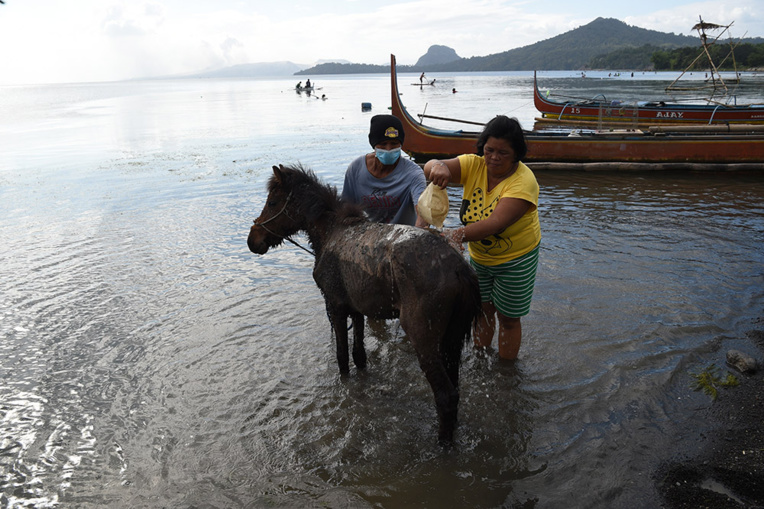Volcan philippin: des chevaux secourus après une mission dangereuse Volcan philippin: des chevaux secourus après une mission dangereuse
