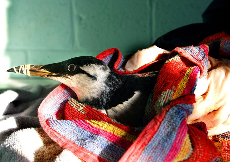 Une vague de chaleur marine en 2015 a tué plus d'oiseaux que la marée noire de l'Exxon-Valdez