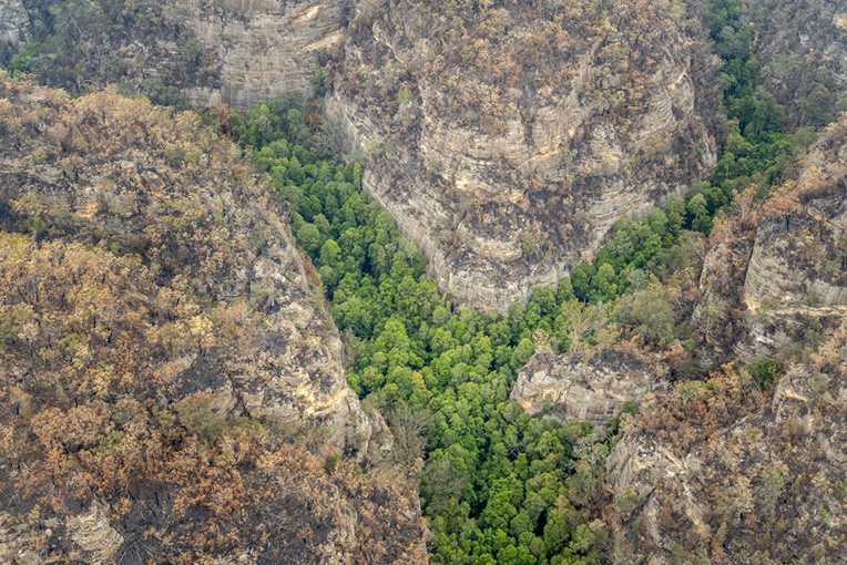 Australie: mission secrète pour sauver des arbres préhistoriques