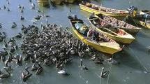 Chili: 2.000 oiseaux retrouvés morts sur des plages du centre du pays