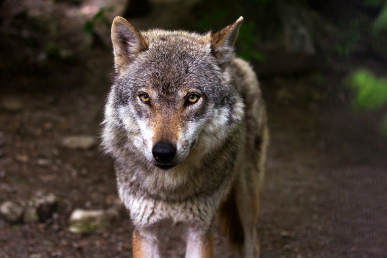 Après la Charente-Maritime, un loup identifié en Charente, premier depuis près d'un siècle Après la Charente-Maritime, un loup identifié en Charente, premier depuis près d'un siècle