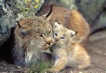 Vaste étude pour estimer le nombre de lynx dans le massif du Jura