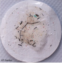 Sur cette photo, les microplastiques trouvés dans un filtre de Tony Gardon lors d'un prélèvement de 150 m3 dans l'atoll de Ahe en 2018, une fois traité et filtré dans le laboratoire de l'Ifremer.