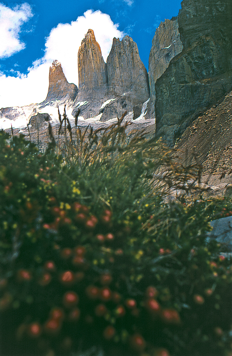 Un petit buisson de myrtilles de Patagonie (“chaura”, Pernettya mucronata) est parvenu à fleurir et à produire des fruits (délicieux) juste au pied des tours. Ultime trace de vie dans un monde exclusivement minéral. Un petit buisson de myrtilles de Patagonie (“chaura”, Pernettya mucronata) est parvenu à fleurir et à produire des fruits (délicieux) juste au pied des tours. Ultime trace de vie dans un monde exclusivement minéral.