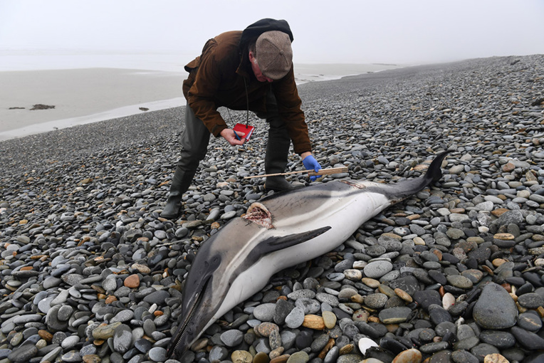 Un dauphin dépecé découvert sur une plage du Finistère Un dauphin dépecé découvert sur une plage du Finistère