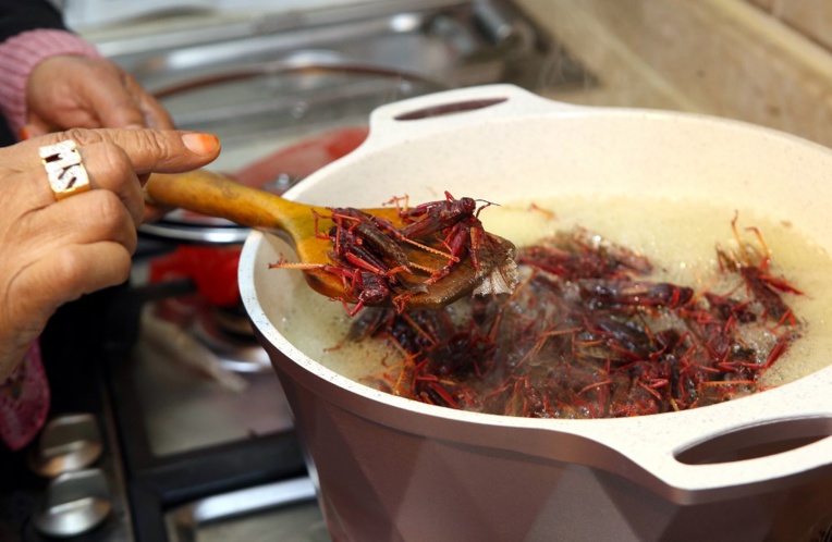 Le criquet: un mets fin à la table des Koweïtiens