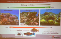 Les travaux du Criobe de Moorea montrent que quand les poissons herbivores disparaissent, les récifs coralliens qui meurent deviennent des récifs algaux au lieu de se régénérer.