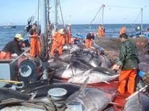 L'Europe renforce sa réglementation contre la pêche au thon rouge