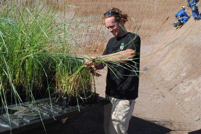 Le Vétiver pour stabiliser les talus