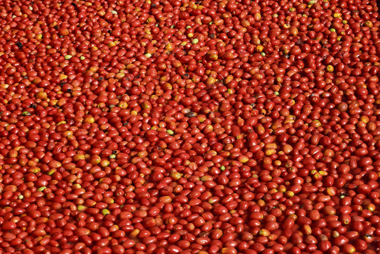 Danger pour les producteurs de tomates: virus confirmé dans le Finistère Danger pour les producteurs de tomates: virus confirmé dans le Finistère