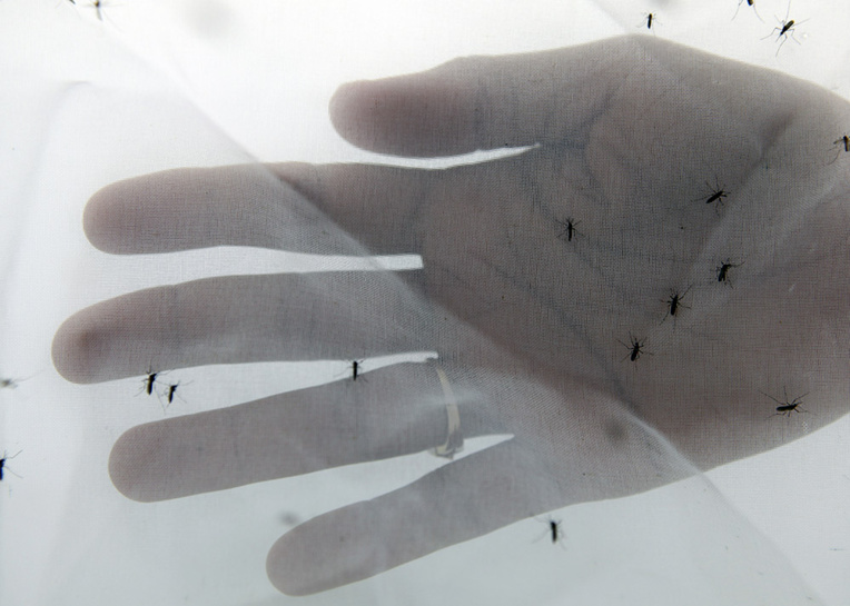 L’épidémie de dengue à Saint-Martin provoque un premier décès