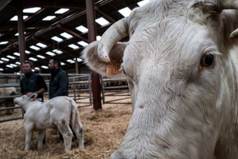 Dordogne: L214 cible un abattoir de veaux, la préfecture ne voit pas de non-conformité