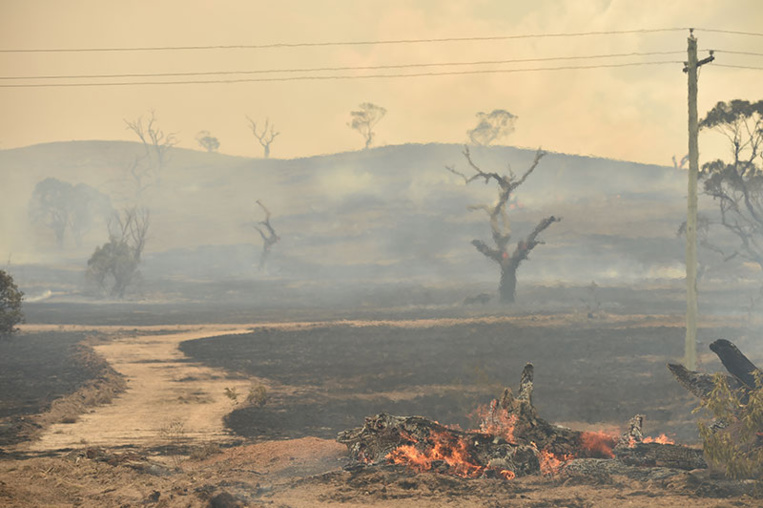 Les incendies en Australie ont détruit 20% des forêts