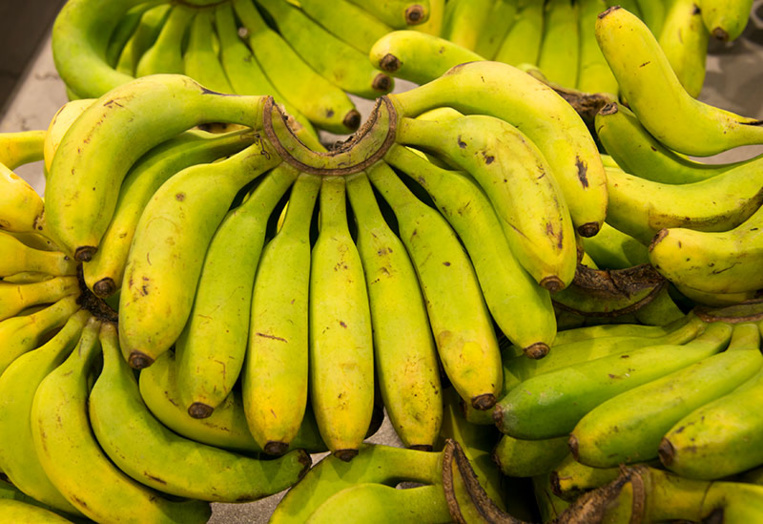 Une nouvelle variété de banane, bio, fait son apparition aux Antilles Une nouvelle variété de banane, bio, fait son apparition aux Antilles