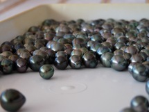 Les perliculteurs se mobilisent