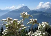 L'extinction de la flore alpine plus importante que prévue selon une étude
