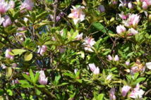 Les 3e Floralies pour composer le jardin de ses désirs